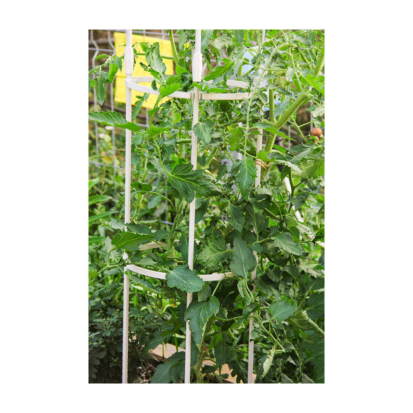 Aranżacja Biała pergola na róże, wys. 210cm, metalowa - Cultivo w ogrodzie rośliny pnące